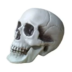 Cosplay&ware All Size Human Skull Head Skeleton Halloween Style Prop Home Party Movie Bar Coffee Haunted Decors 7 Cosplay&ware All Size Human Skull Head Skeleton Halloween Style Prop Home Party Movie Bar Coffee Haunted Decors -Cosplayware Store All Size Human Skull Head Skeleton Halloween Style Prop Home Party Decor Movie Halloween Props Bar 2.jpg 640x640q80 2.jpg 2