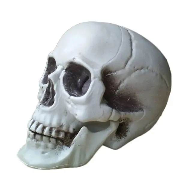 Cosplay&ware All Size Human Skull Head Skeleton Halloween Style Prop Home Party Movie Bar Coffee Haunted Decors 5 Cosplay&ware All Size Human Skull Head Skeleton Halloween Style Prop Home Party Movie Bar Coffee Haunted Decors - Image 3