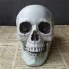Cosplay&ware All Size Human Skull Head Skeleton Halloween Style Prop Home Party Movie Bar Coffee Haunted Decors 2 Cosplay&ware All Size Human Skull Head Skeleton Halloween Style Prop Home Party Movie Bar Coffee Haunted Decors -Cosplayware Store All Size Human Skull Head Skeleton Halloween Style Prop Home Party Decor Movie Halloween Props Bar.jpg 640x640q80.jpg