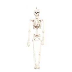 Cosplay&ware Halloween Prop Fexible Full Size Human Anatomical Anatomy Skeleton Model Plastic Lifelike Horror Christmas Decoration -Cosplayware Store Halloween Prop Fexible full size human Anatomical Anatomy Skeleton Model Plastic Lifelike Horror Halloween Christmas Decoration 1.jpg 640x640q80 1.jpg 1